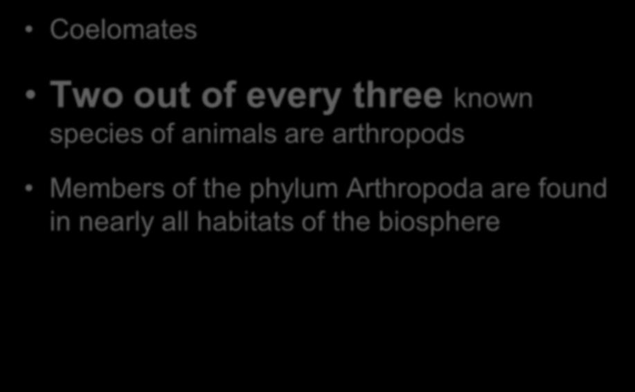 Phylum Arthropoda Coelomates Two out of every three known species of animals are
