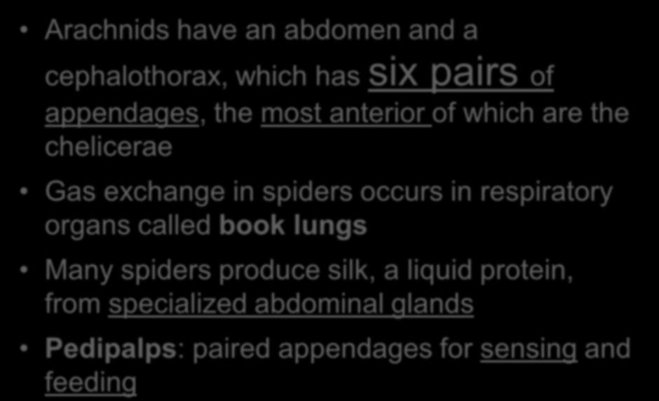 Arachnids have an abdomen and a cephalothorax, which has six pairs of appendages, the most anterior of which are the chelicerae Gas exchange in spiders occurs in