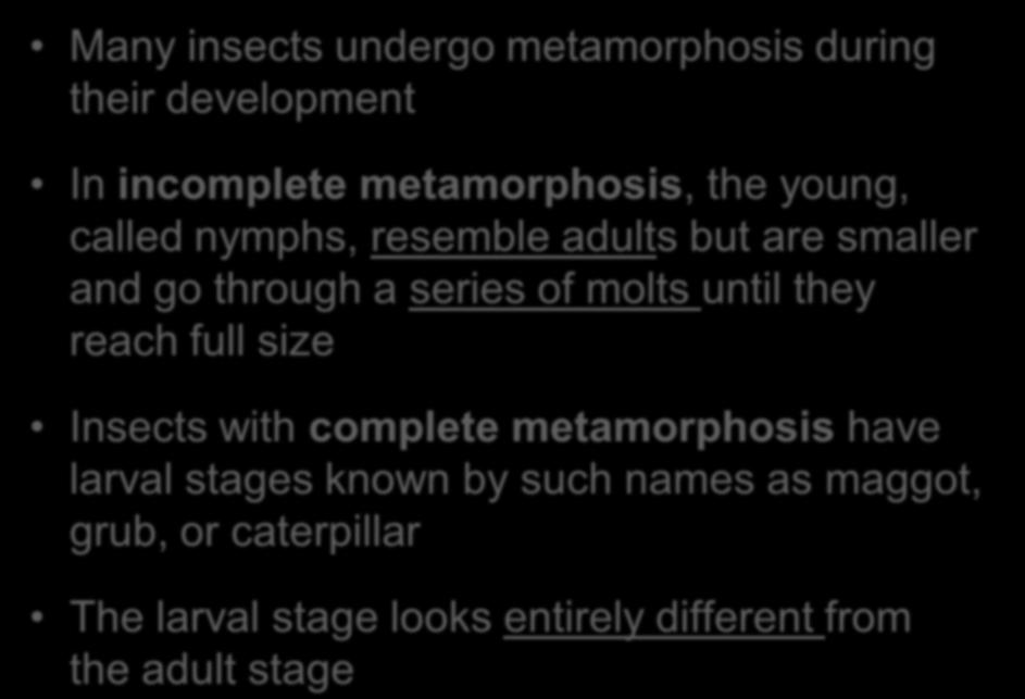 Many insects undergo metamorphosis during their development In incomplete metamorphosis, the young, called nymphs, resemble adults but are smaller and go through a series of molts until