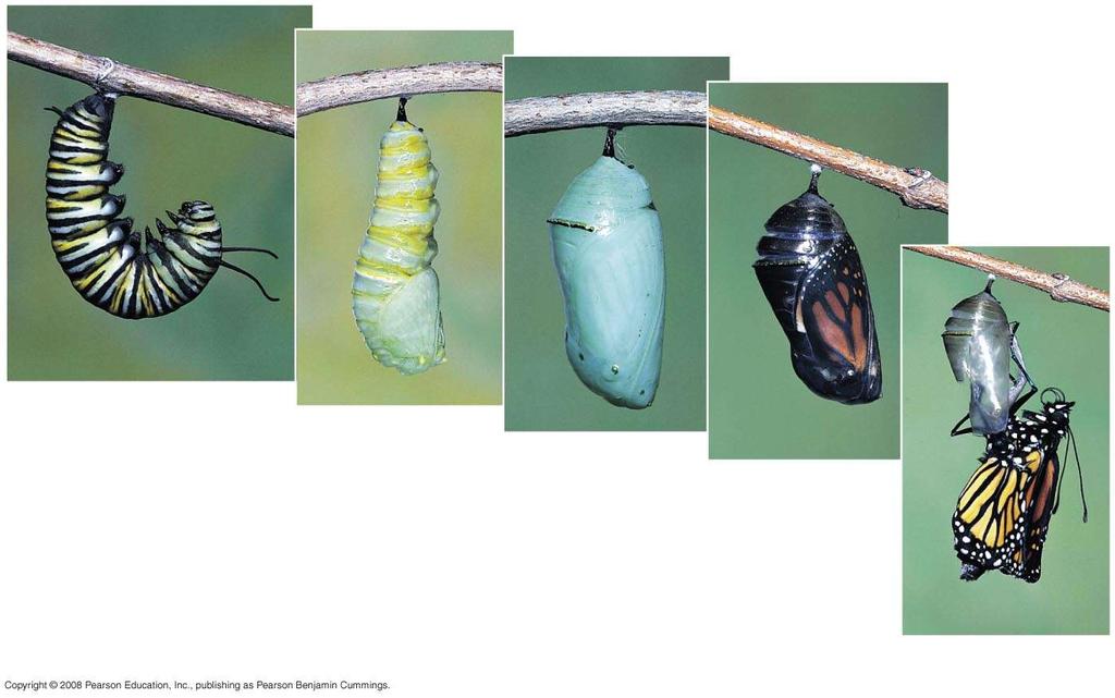 Fig. 33-36 (a) Larva (caterpillar) (b) Pupa (c) Later-stage pupa Pupa