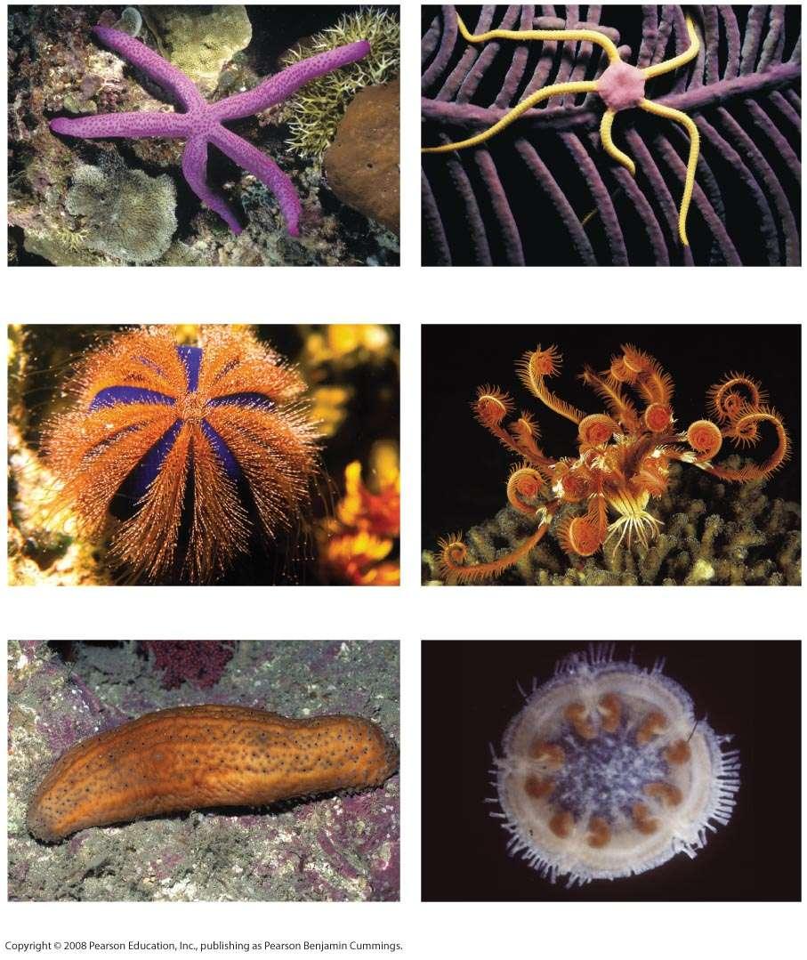 (a) A sea star (class Asteroidea) (b) A brittle star (class Ophiuroidea) Echinoderms (c) A sea urchin (class Echinoidea)