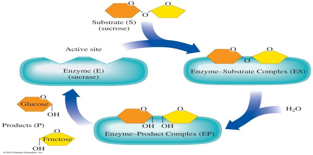 Chemical reaction rate Enzymes are the catalysts of the human body: Enzymes allow chemical reactions in the body to occur quickly enough to keep us alive All enzymes
