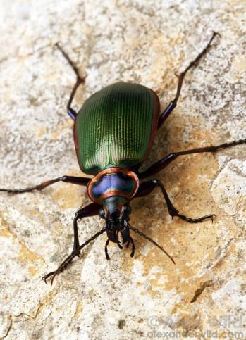 Family: Carabidae Local Beetles