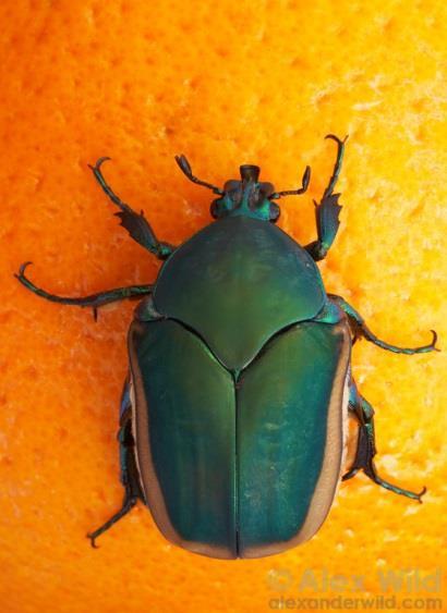 Local Beetles Family: Scarabaeidae