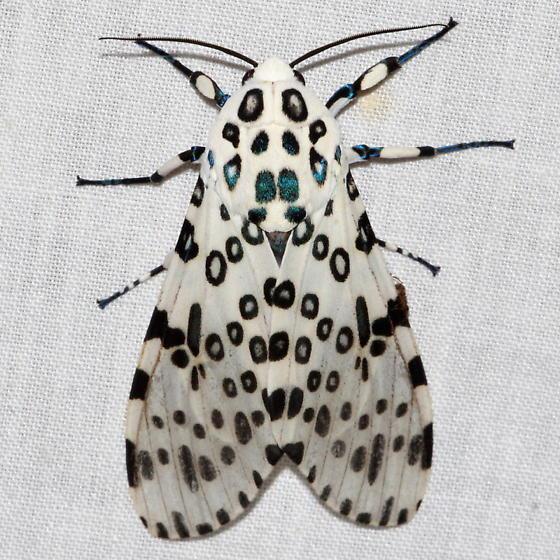 Leopard Moth (Hypercompe