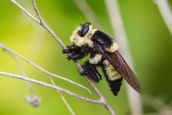 Local Flies Family: Asilidae The Robber Flies
