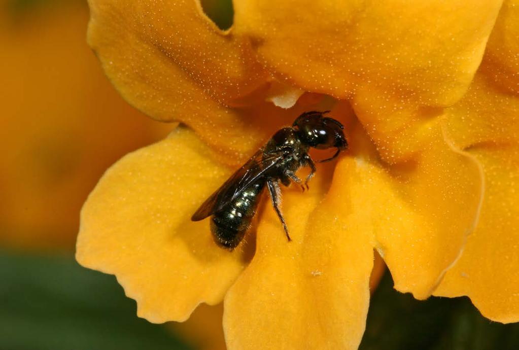 Some native bees, such as this small carpenter bee, can be quite small and wasp-like.