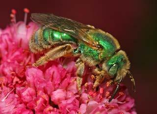 Specifically, bees eyes are positioned at the sides of their heads, giving their heads a somewhat heart-shaped appearance, and their antennae are long and straight.