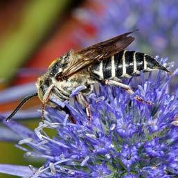 nectar located on a flattened area on the hind leg called the pollen basket.