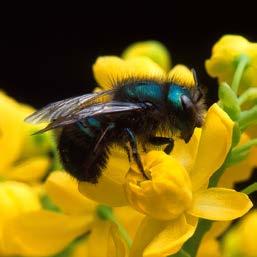 Shape: Native bees can be relatively slender, as in some of the small carpenter