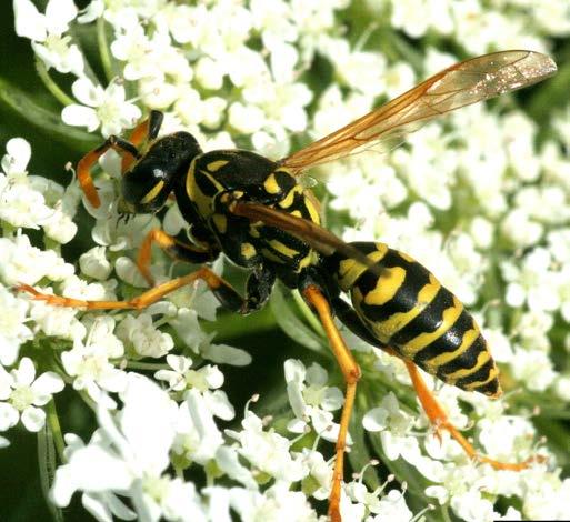 WASPS Wasps are close relatives of bees and share many features,