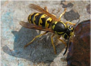 Wasps have been described as having a tough or mean look with their