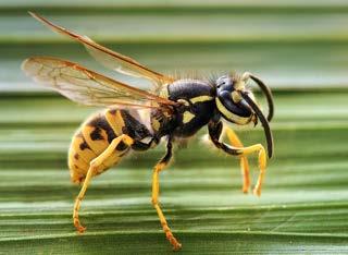 One very common family of wasps folds their forewings lengthwise when