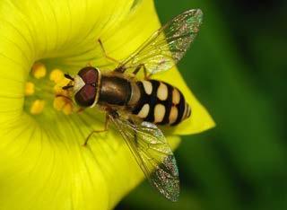First, the flies that look like bees have eyes that are large and