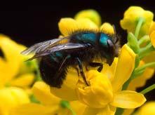 are dependent on bees for pollination