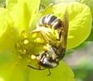 even consider native bees?