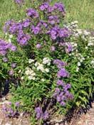 New England aster (Aster novae-angliae) Integrating Native Flowering Plants