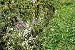 Habitat free of bee-toxic pesticides Native grasses Undisturbed semi-bare