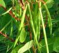 Indian hemp (Apocynum cannabinum)