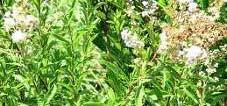 Meadowsweet (Spiraea