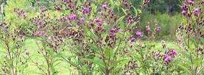 Ironweed (Vernonia