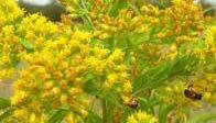 bees Bloom: throughout September NOTE: Showy goldenrod (S.