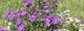 New England aster (Aster