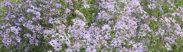 Smooth aster (Aster