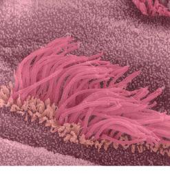 Flagellum are often found on sperm and during