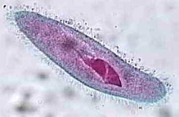Cilia are tiny hairs surrounding the cells.