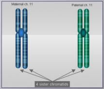 If the DNA is to be divided later, it needs to be replicated (doubled) now DNA Replication What is a chromosome?