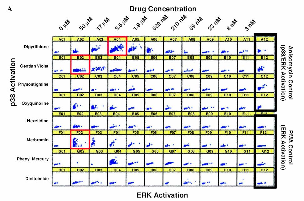 22 3/1/2005 Each row of well-graphs defines the concentration titration of one drug and the effect it had on the activation of two kinases.