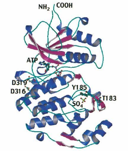 8 3/1/2005 Phosphorylation of ERK-2 ATP binds in the interior of the active site at the domain interface and protein substrates are bound on the surface.