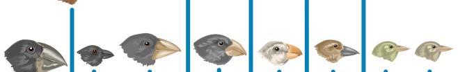 Fourteen species of Galápagos finches have beak shapes adapted to suit their