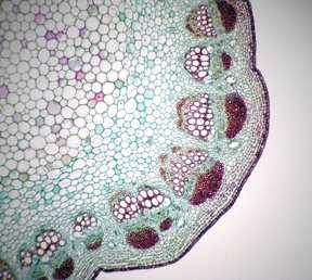 18This is the stem of a dicot.