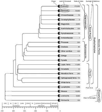 modified root Phylogeny Examples: Plantae
