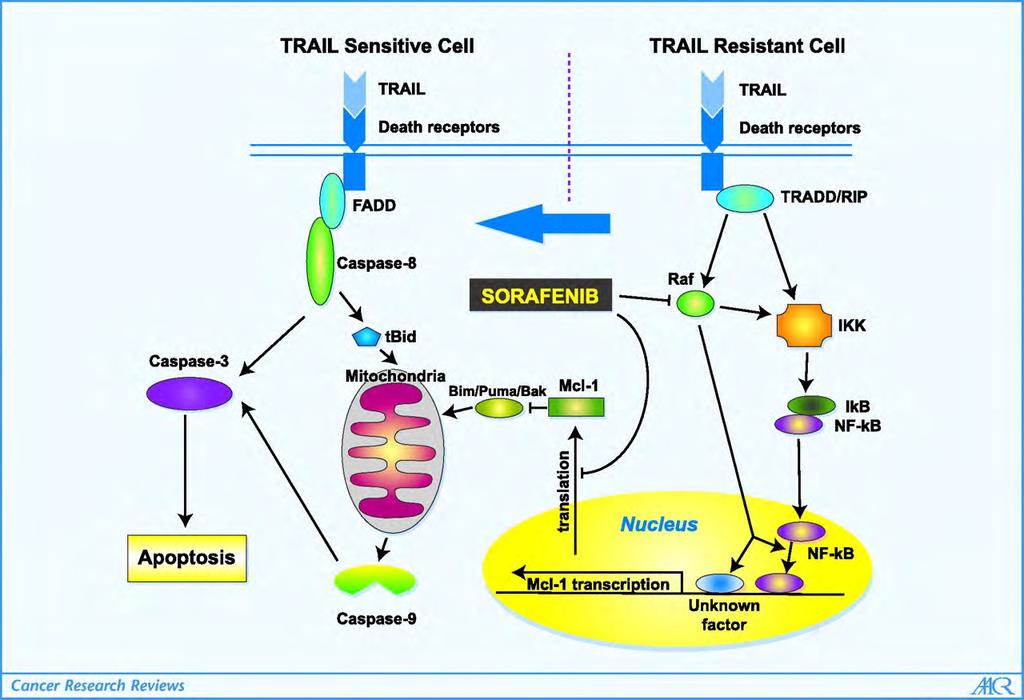 PATHWAYS MEDIATING SENSITIZATION TO TRAIL BY DOWN-REGULATION OF MCL-1 Kim S et