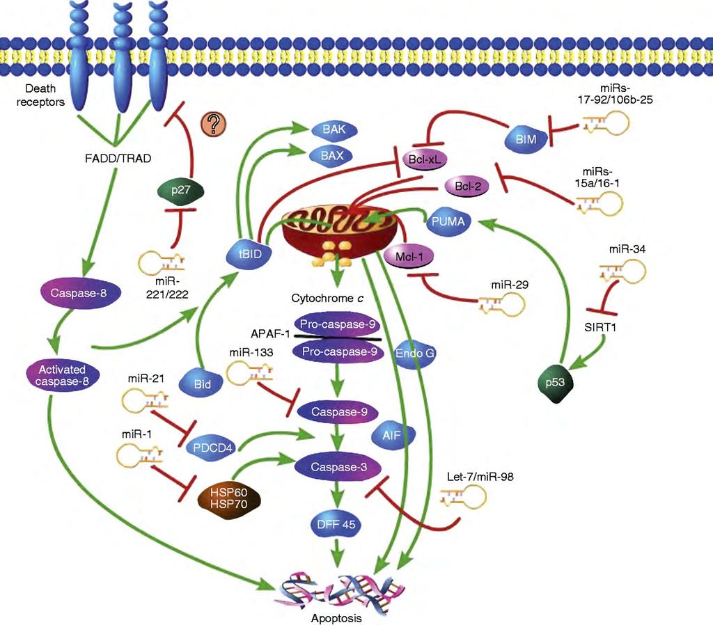 POST-TRANSCRIPTIONAL REGULATION OF APOPTOSIS BY mirnas (APOPTOMIRS) Andrea
