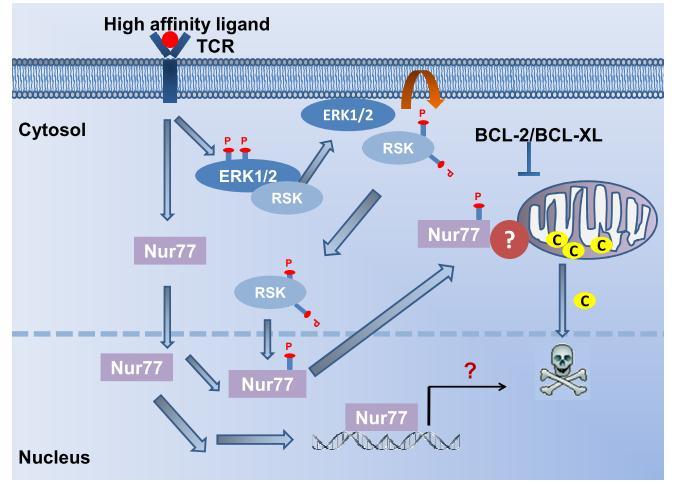 Figure 1.5 Possible mechanism of Nur77-induced apoptosis in T cells. After stimulation through the TCR, ERK1/-2 phosphorylates RSK and causes its translocation to the cell membrane.