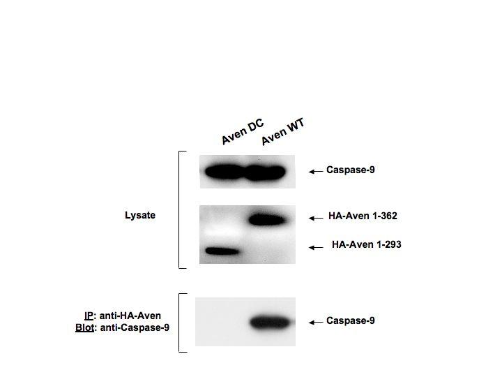 Chang 49 Figure 6. Aven binding to caspase-9. COS-1 cells were co-transfected with full length HA-epitope tagged human Aven (1-362) and caspase-9 observed in lane 2.