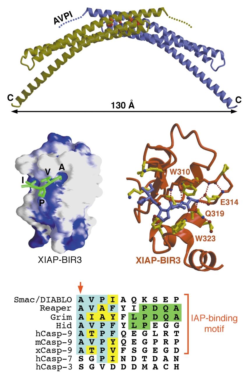 Fig. 3 Smac function and a conserved IAP-binding motif. a, Schematic diagram of the mature dimeric Smac protein. The disordered N-terminal residues are shown as dotted lines.