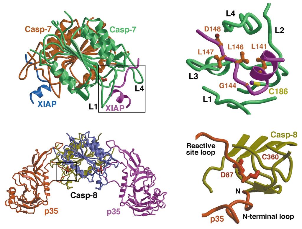 a c divided into three families, the initiator caspases such as caspase-9 and caspase-8 (with long prodomains), the effector caspases such as caspase-3 and caspase-7 (with short prodomains), and