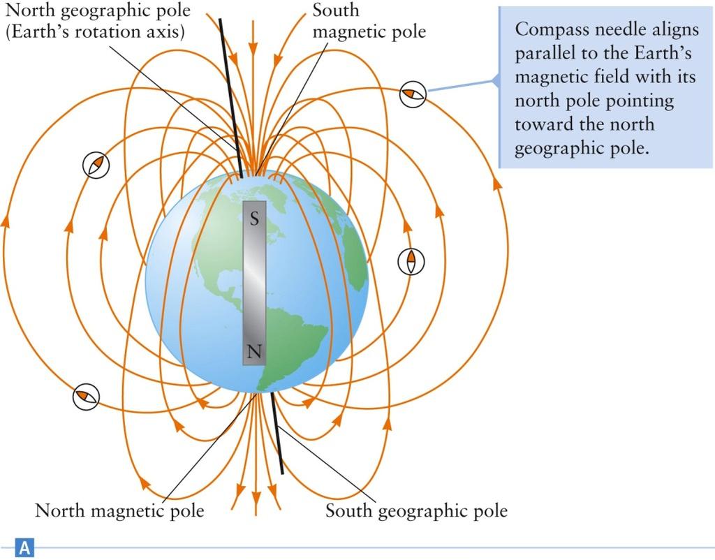 Earth s Magnetic Field The Earth acts like a very large magnet A compass needle aligns with its north magnetic pole pointing