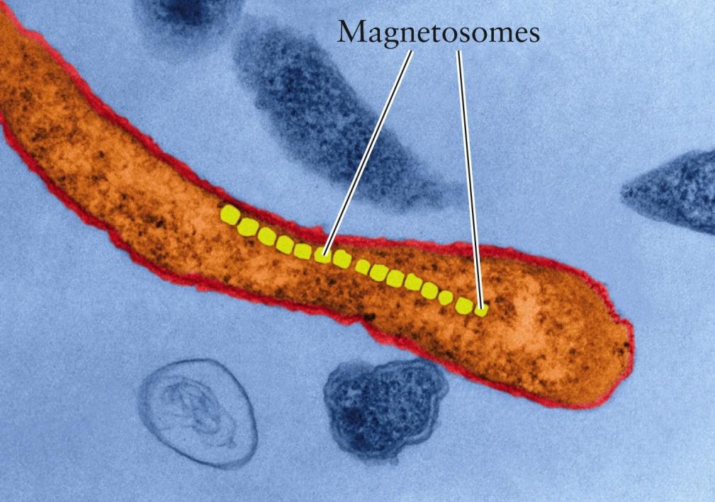 Magnetic Bacteria Magnetotactic bacteria possess small grains of iron called magnetosomes Each grain acts as a bar magnet