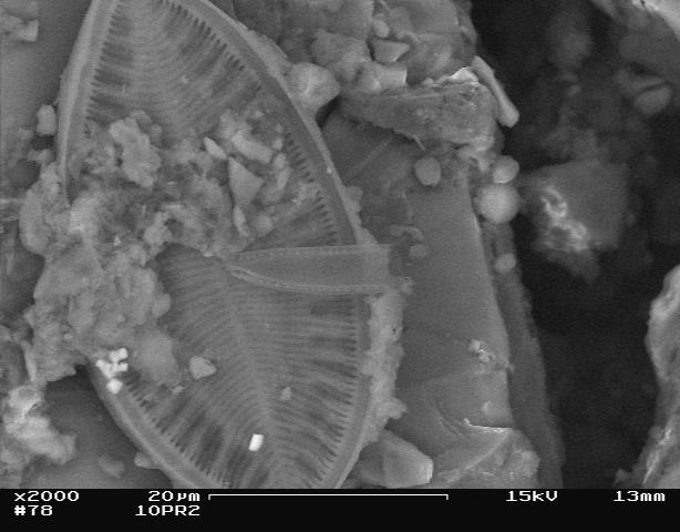 and diatoms Initial failure of