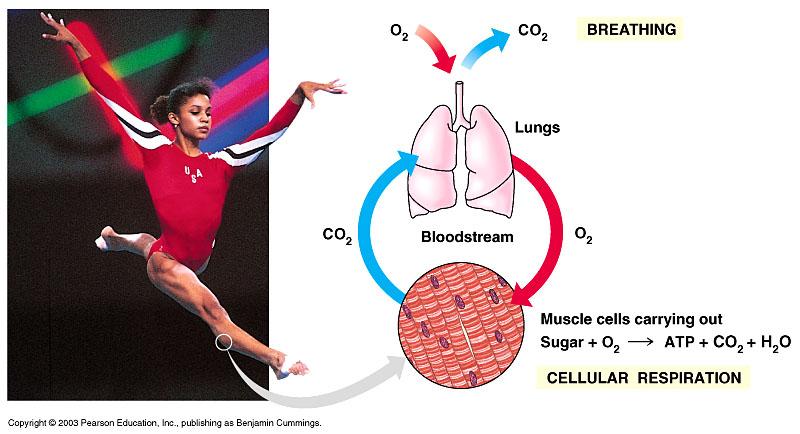 Cellular Respiration Generates