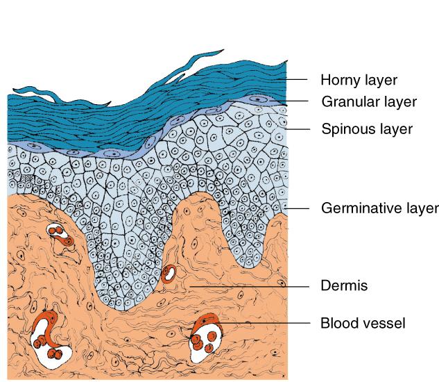 Human skin in section. Epidermal cells (blue) originate from stem cells located in the germinative layer.