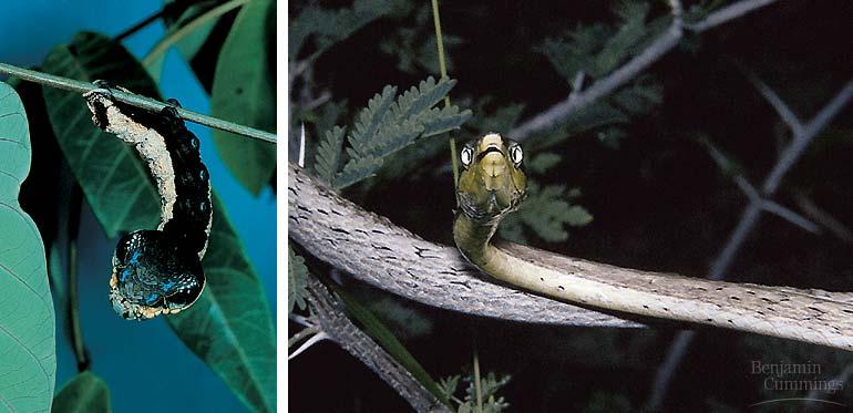 Protection by Mimicry In Batesian mimicry, a palatable or harmless species mimics an unpalatable or