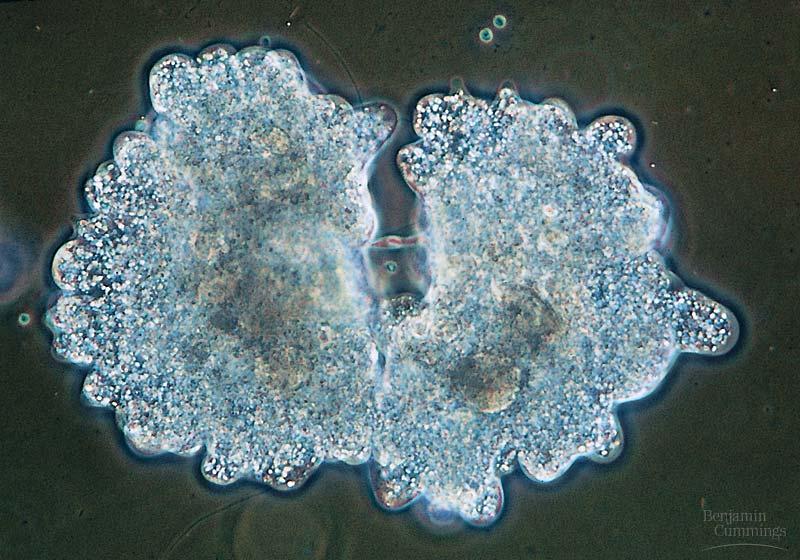 Dividing Amoeba The parent cell s chromosomes have been duplicated, and identical sets of chromosome will