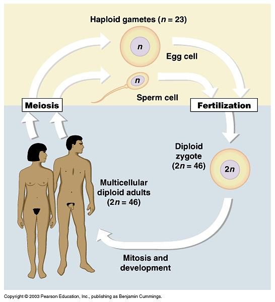 Sexual Reproduction Most multicellular organisms reproduce sexually